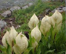 summer camps near ranikhet