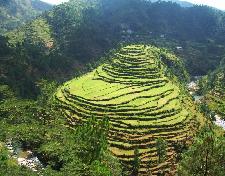 best ranikhet homestay