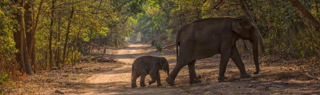 number of elephants found in jim corbett national park
