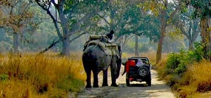  jeep safari from club mahindra corbett resort