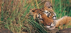 jim corbett kid friendly covid safe tour package for july 2023