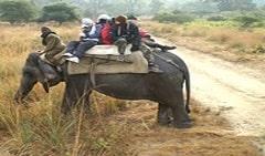 elephant safari from club mahindra corbett resort