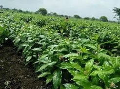 government accrediated mango plant supplier in ramnagar- nainital
