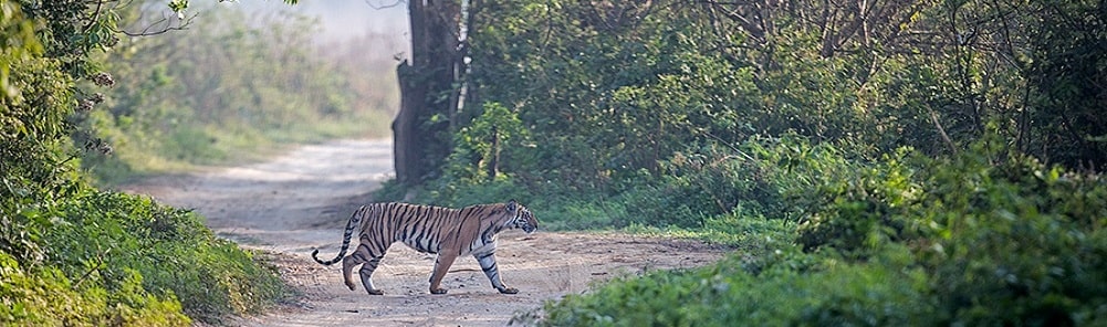 tiger tracking safari tour from bengaluru, hyderabad, delhi