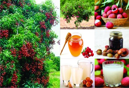 lychee pulp and juice in ramnagar- nainital; uttarakhand