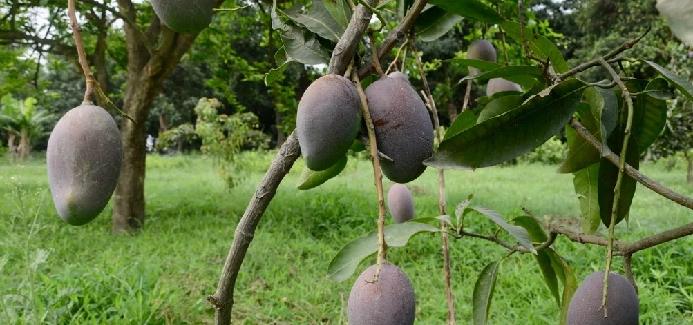 Mango wholeseller in jim corbett national park